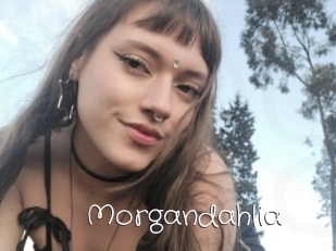 Morgandahlia